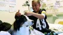 talking therapy dog helps sick kids
