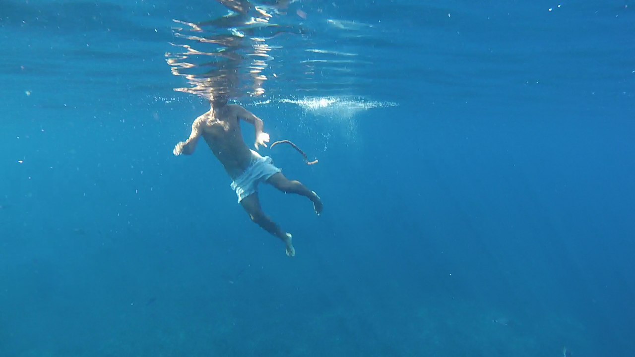 Des poissons mangent le caca d'un nageur