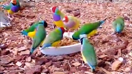Stunning Lady Gouldian Finches feeding - YouTube