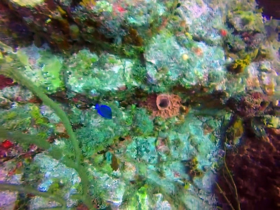 test-vid-tubemogul-pvfeed-2