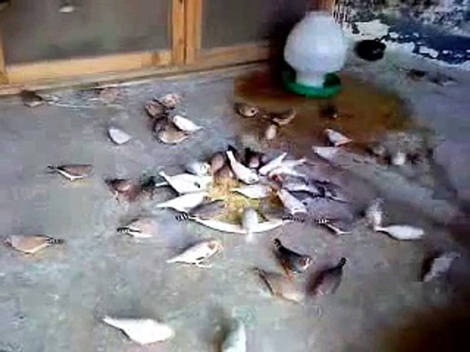 zebra finch are loves eating egg food -