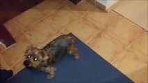 Yorkshire terrier puppy knows plenty of tricks