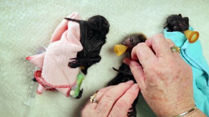 Baby Bat Burritos