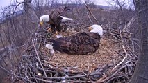 Eagle cam_ Eagles swap places after egg hatches at Codorus State Park, Hanover, PA