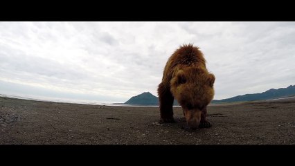 GoPro_ Grizzly Bear Slap