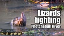 Lizards Fighting, Phetchaburi River