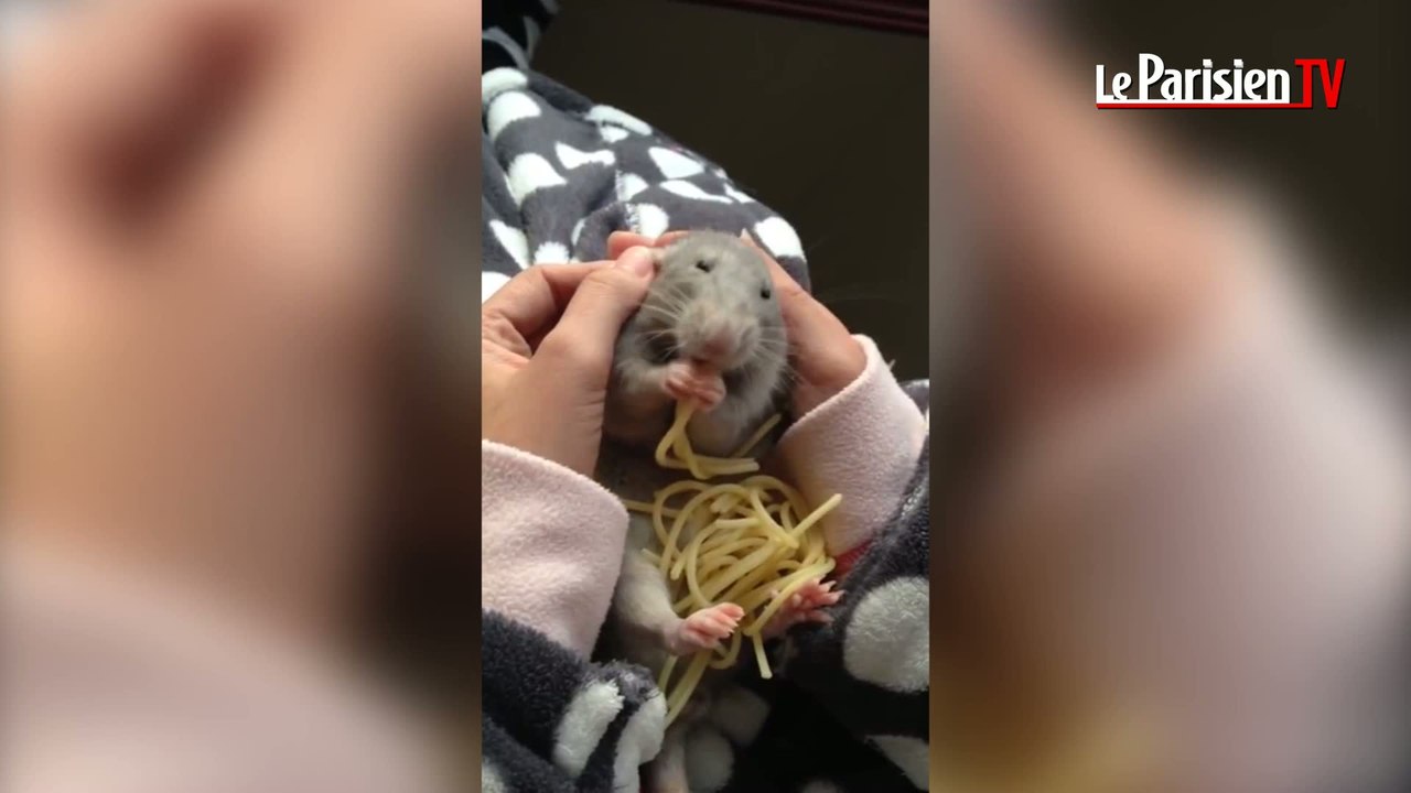 Découvrez « Baby », le rat qui mange des spaghettis