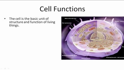 Cells and their Organelles - Example 1
