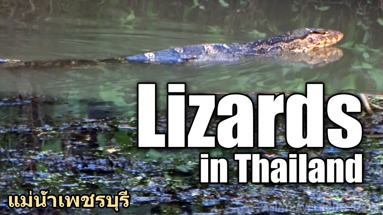 Lizards in Thailand