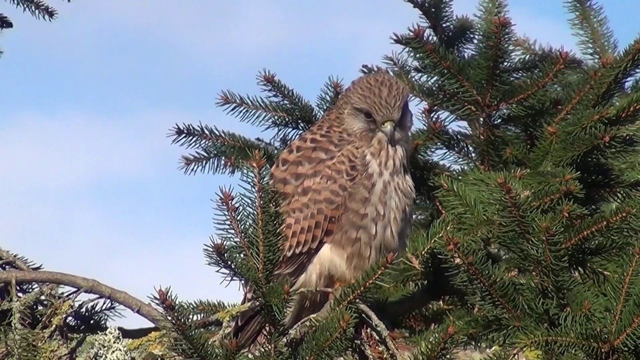 Faucon crécerelle 8 (clip)