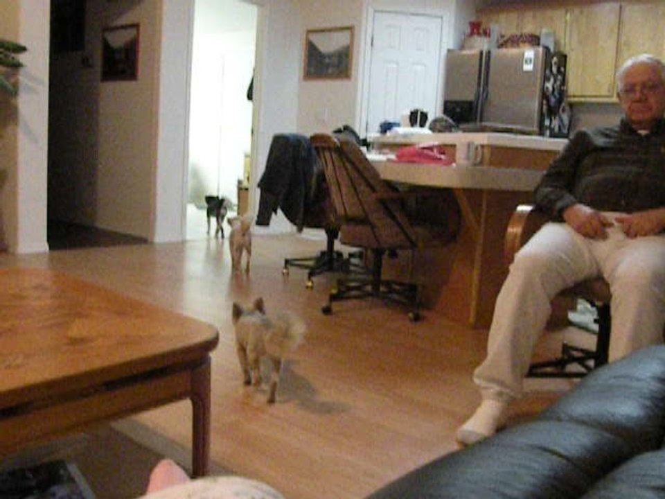 Dogs know exactly when it's time for bed