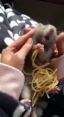 Mouse Eating Spaghetti