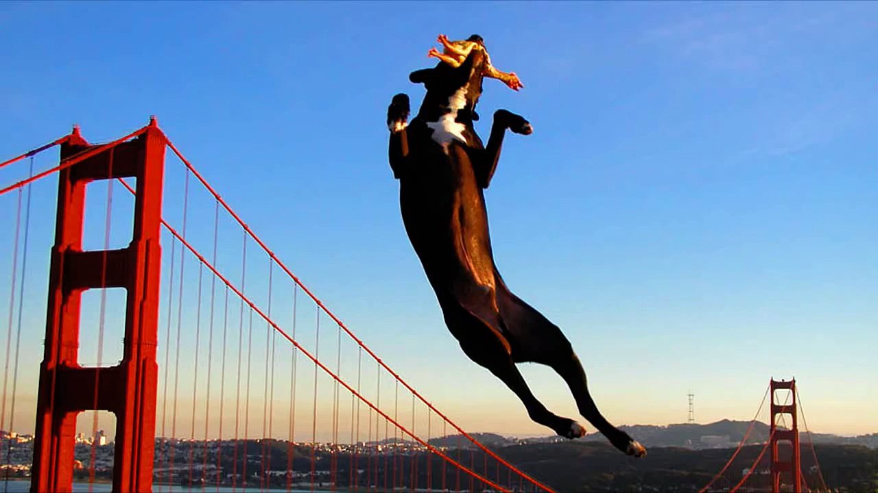 Dogs doing amazing backflips Funny and awesome dog compilation video Dailymotion