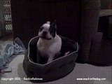 Boston Terrier dog Throws Crazy Fit Hates New Bed! FUNNY CUTE! (ORIGINAL)