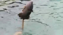 -فيديو- أغرب- طريقة- صيد-سمك -فى- العالم