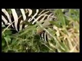 Zebra Drowning a Lion-_-OxxSp-VJw