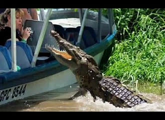 animal attacks humans-v37-F1RxBGk