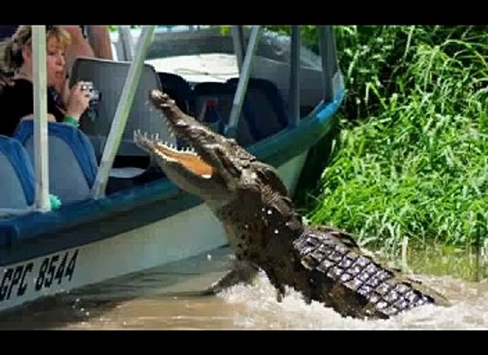 animal attacks humans-v37-F1RxBGk