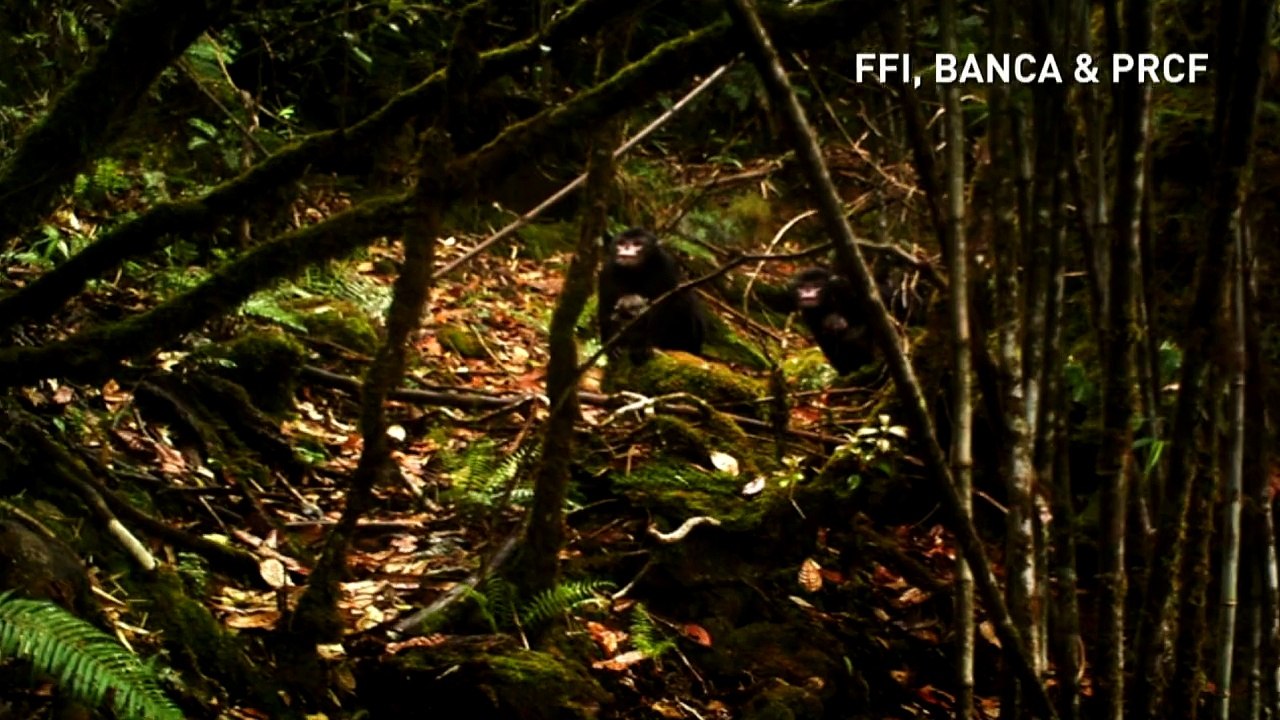 New species of snub-nosed monkey discovered in Myanmar