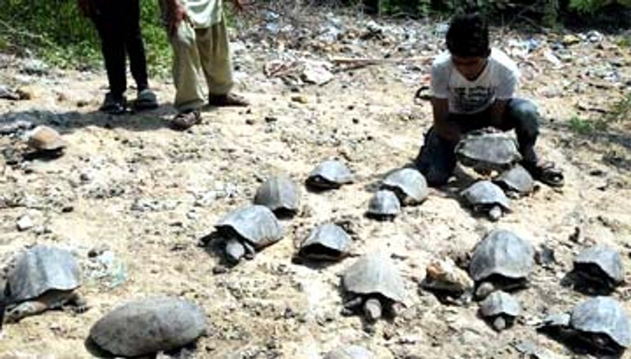 Turtles at Roadside Karachi