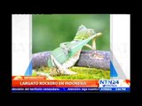 Maravillas de la naturaleza: este es el ‘lagarto rockero’ que causa sensación en las redes sociales