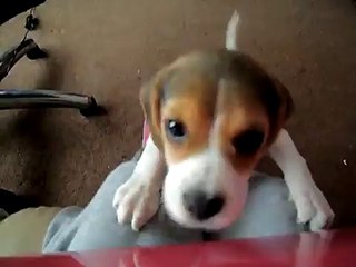 Beagle pup doing the famous head tilt to me whistling @ 10 weeks old  HD