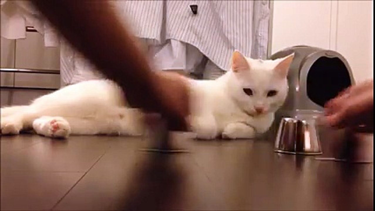intelligent cat