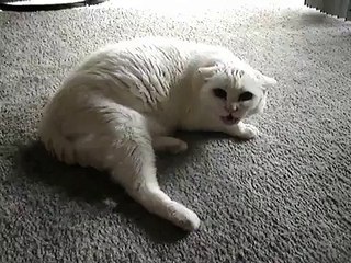 Don't Pet this Kitty! FINAL CUT