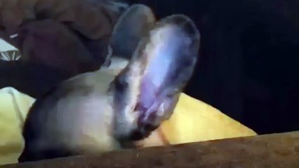 Бульдог ревнует хозяина к компьютеру.