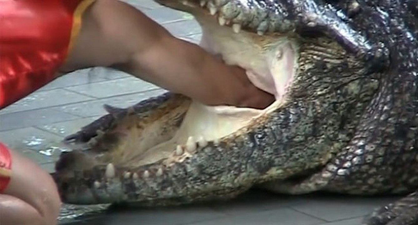 Cet homme réussit à mettre sa main dans l'estomac d'un crocodile vivant