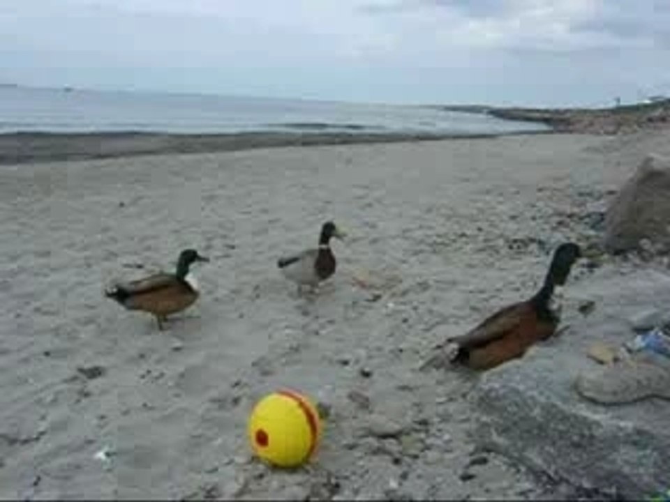 Canards 28 avril