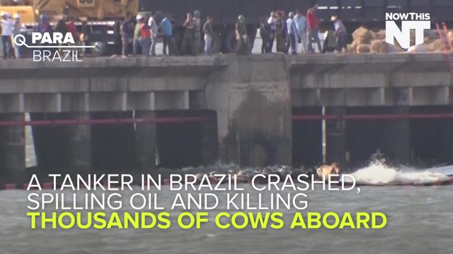 A Bunch Of Dead Cows Are Rotting On A Brazilian Beach