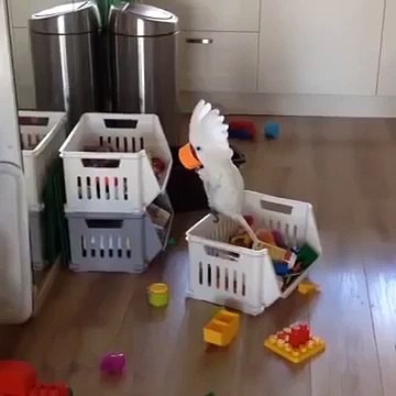 Funny Parrot Plays With Toys ! - Попугай Кричит в Кружку - Жесть и Прикол !