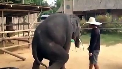 ویڈیو دیکھیں آپ کو پسند آئے گی کندم سٹائل ہاتهی ڈانس