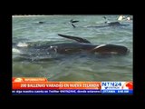 Operación de rescate: cerca de 200 ballenas permanecen varadas en una bahía de Nueva Zelanda