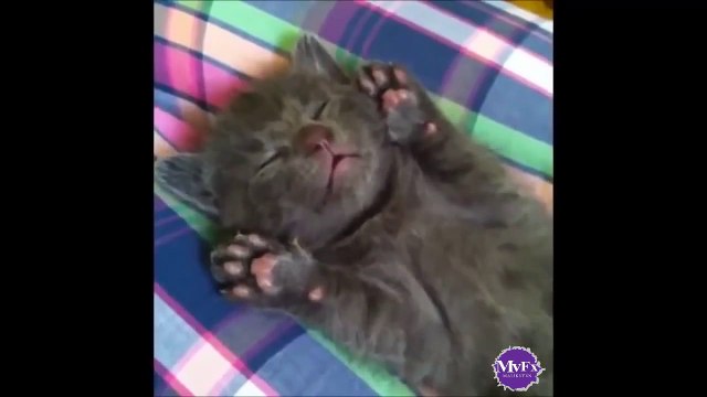 Funny Cats Eating Ultimate Cat Vines Compilation 2015 | FailArmy | cats video