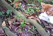 cat vs mouse ..... Cat hunting mouse .... Cat doing funny things ... - Video Dailymotion