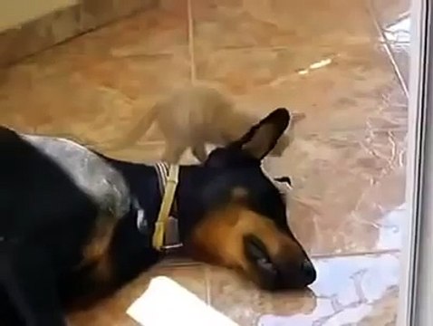 Котенок хочет играть, а доберман - спать