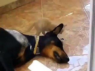 Котенок хочет играть, а доберман - спать