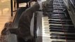 Котэ любит играть на пианино
