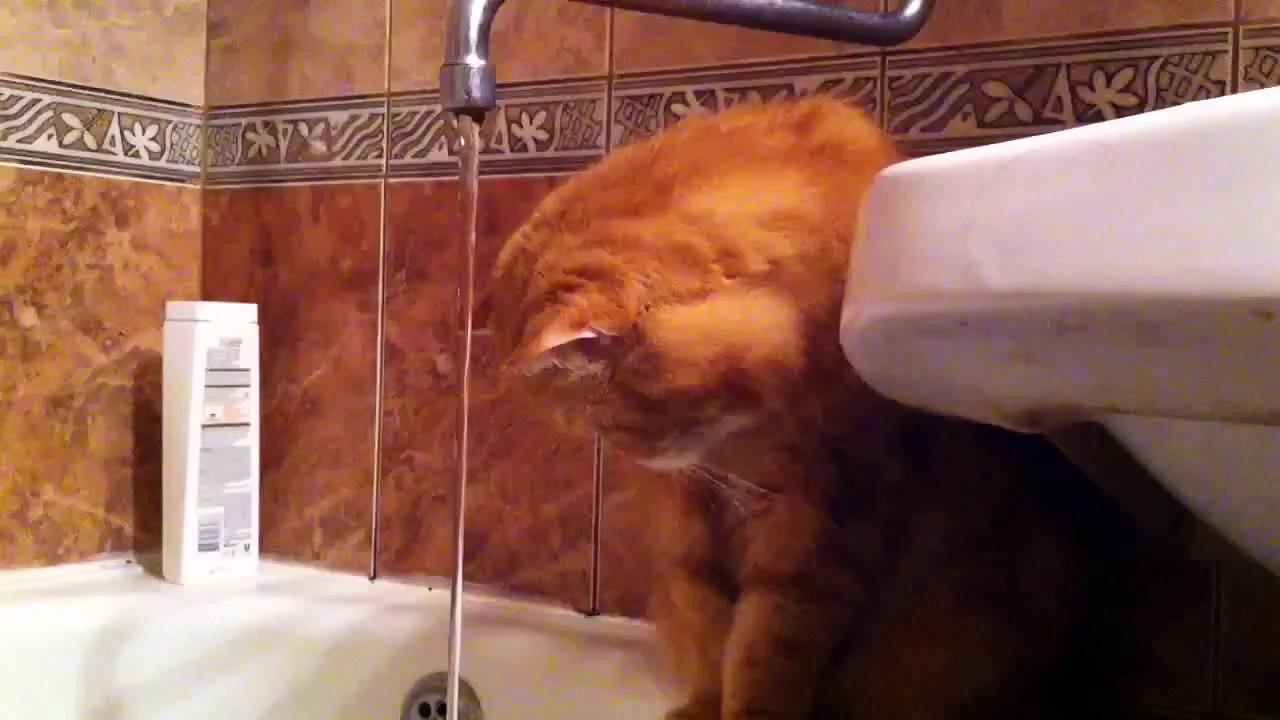 Кот моет голову!
