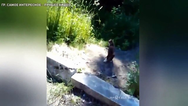 Кот-ниндзя защищает хозяев от собаки!