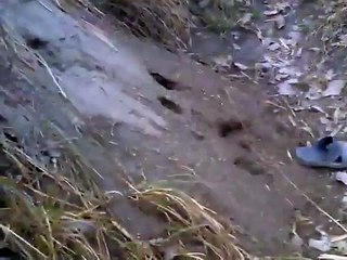 Pathan Jump From Long Tree Very Very Funny - Video Dailymotion