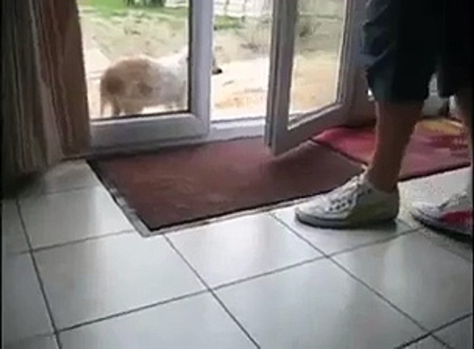 Polite Puppy Wipes Paws - Funny & Awesome ! - Умный Пес Вытирает Лапы - Супер Жесть !