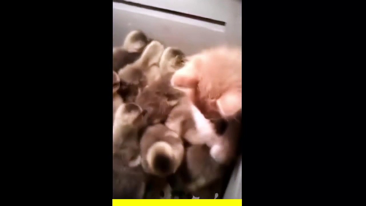 The Kitten