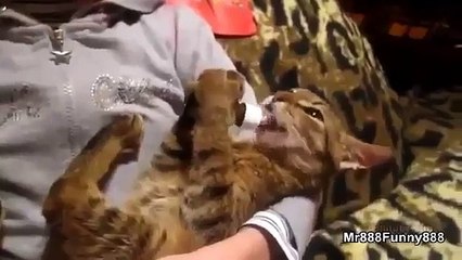 why do cats eat like this