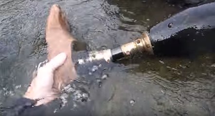 There's Something Strange a Foot in this River