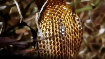 Мангуст против кобры. Смертельная схватка между мангустом и королевской кобры _