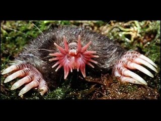 Самые необыкновенные животные и рыбы мира!