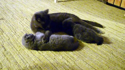 Кошка воспитывает непослушного котенка!